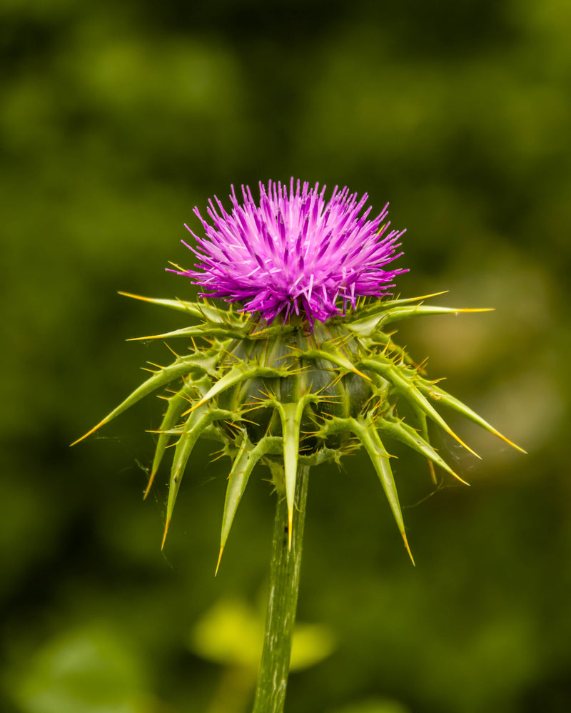 Milk Thistle — 330 mg