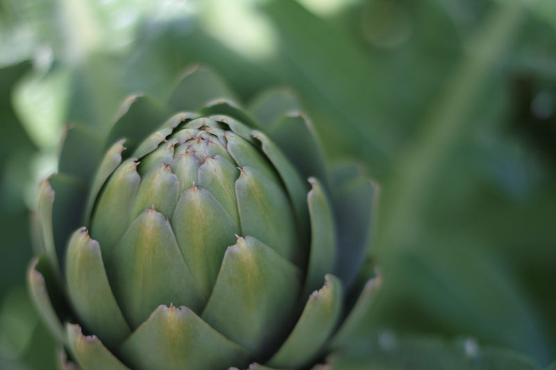 Artichoke Leaf 10:1 — 100 mg
