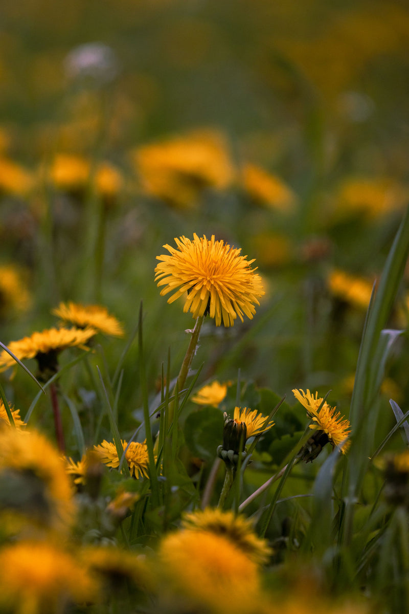 Dandelion Root 10:1 — 167 mg